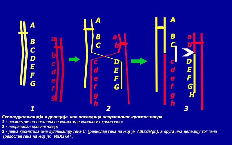 File:Crossing-over.jpg