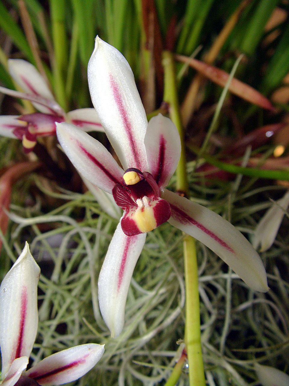 Cymbidium – Wikipédia, a enciclopédia livre