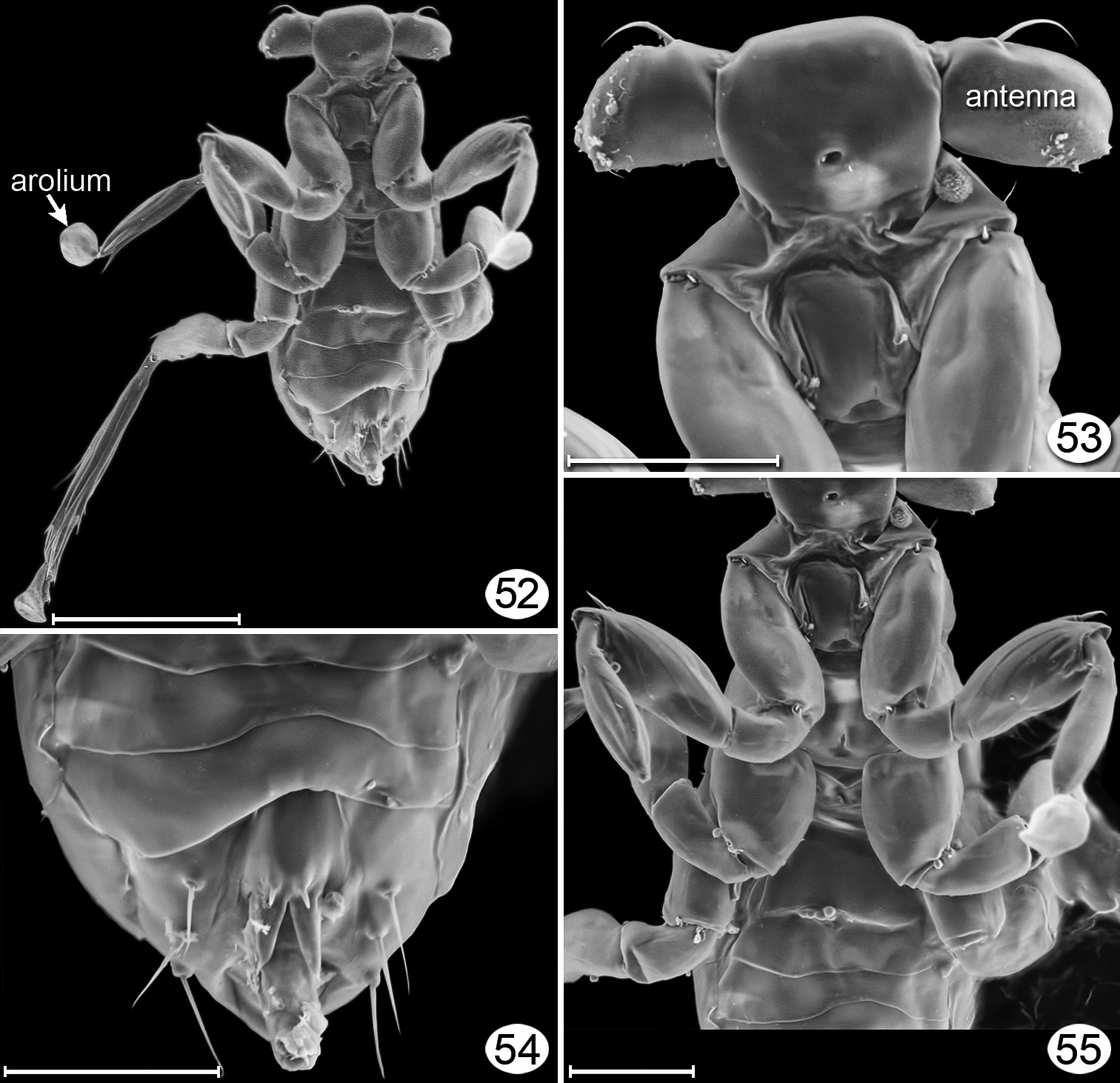 Dicopomorpha echmepterygis - Wikipedia, la enciclopedia libre