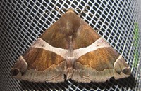 <i>Dysgonia</i> Genus of moths