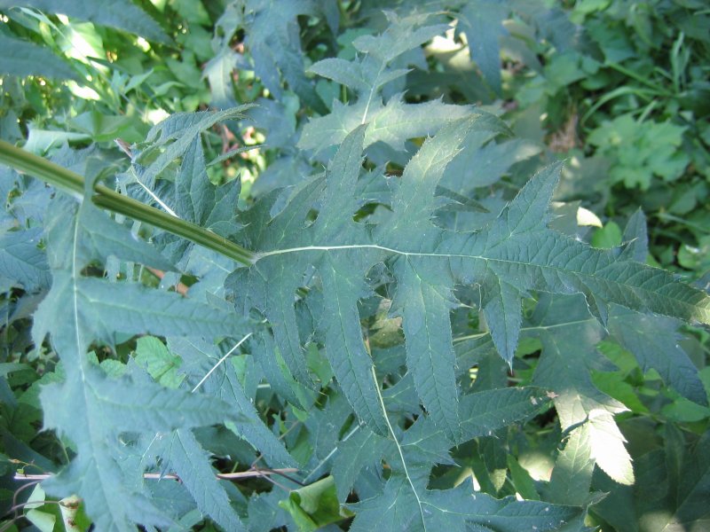 File:Echinops ritro blatt.jpeg