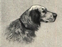 File:English Setter Portrait.jpg