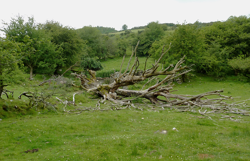 File:Fallen tree in pasture south of Tynygraig, Ceredigion - geograph.org.uk - 2727616.jpg