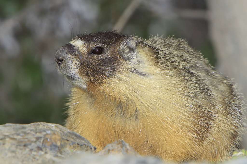 Сурок 12. Marmota broweri. Marmot screaming.