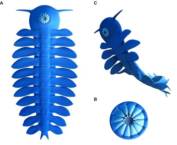 Figure 4, Reconstruction of Parvibellus atavus.jpg