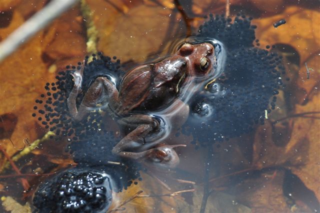 File:Frog with eggs in a vernal pool (6893890349).jpg - Wikimedia Commons