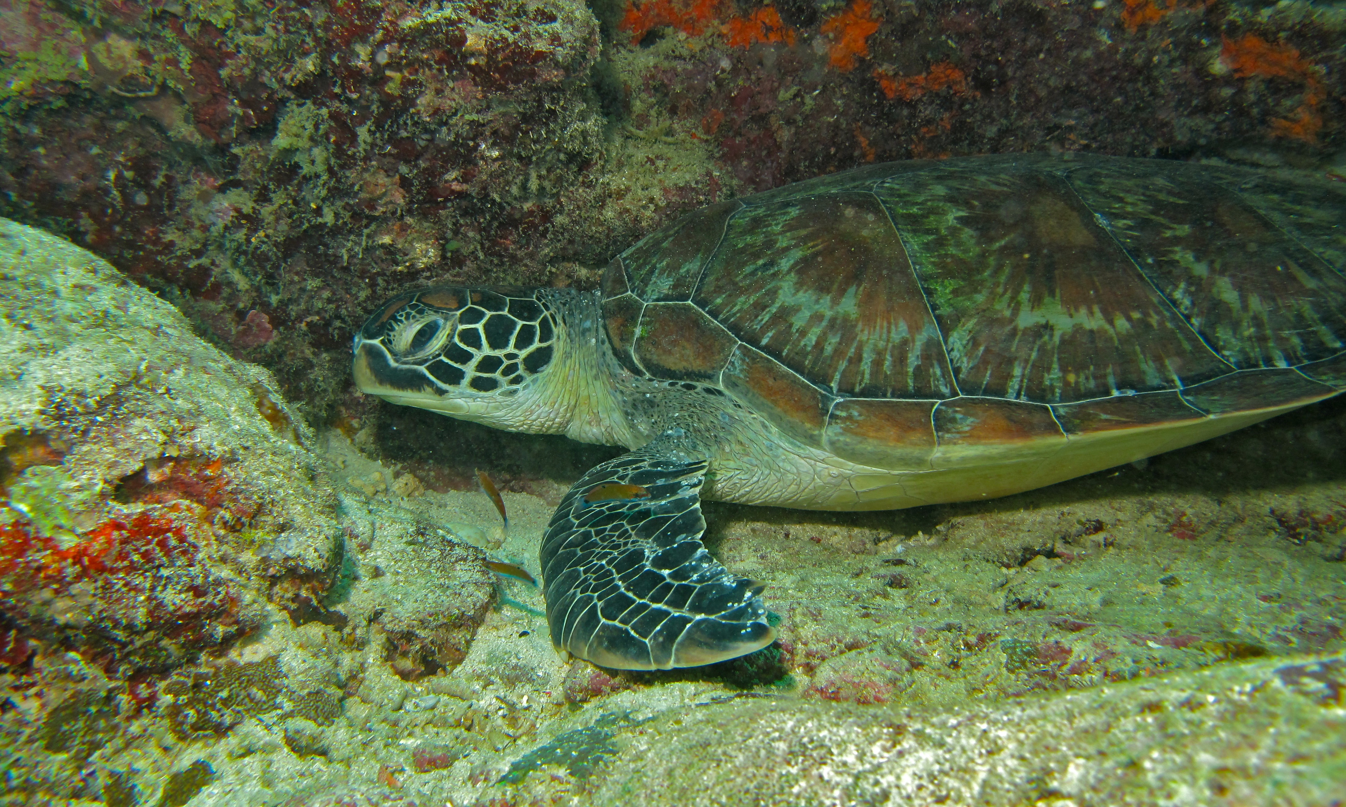 Green Turtle (Chelonia mydas) (6082665317).jpg