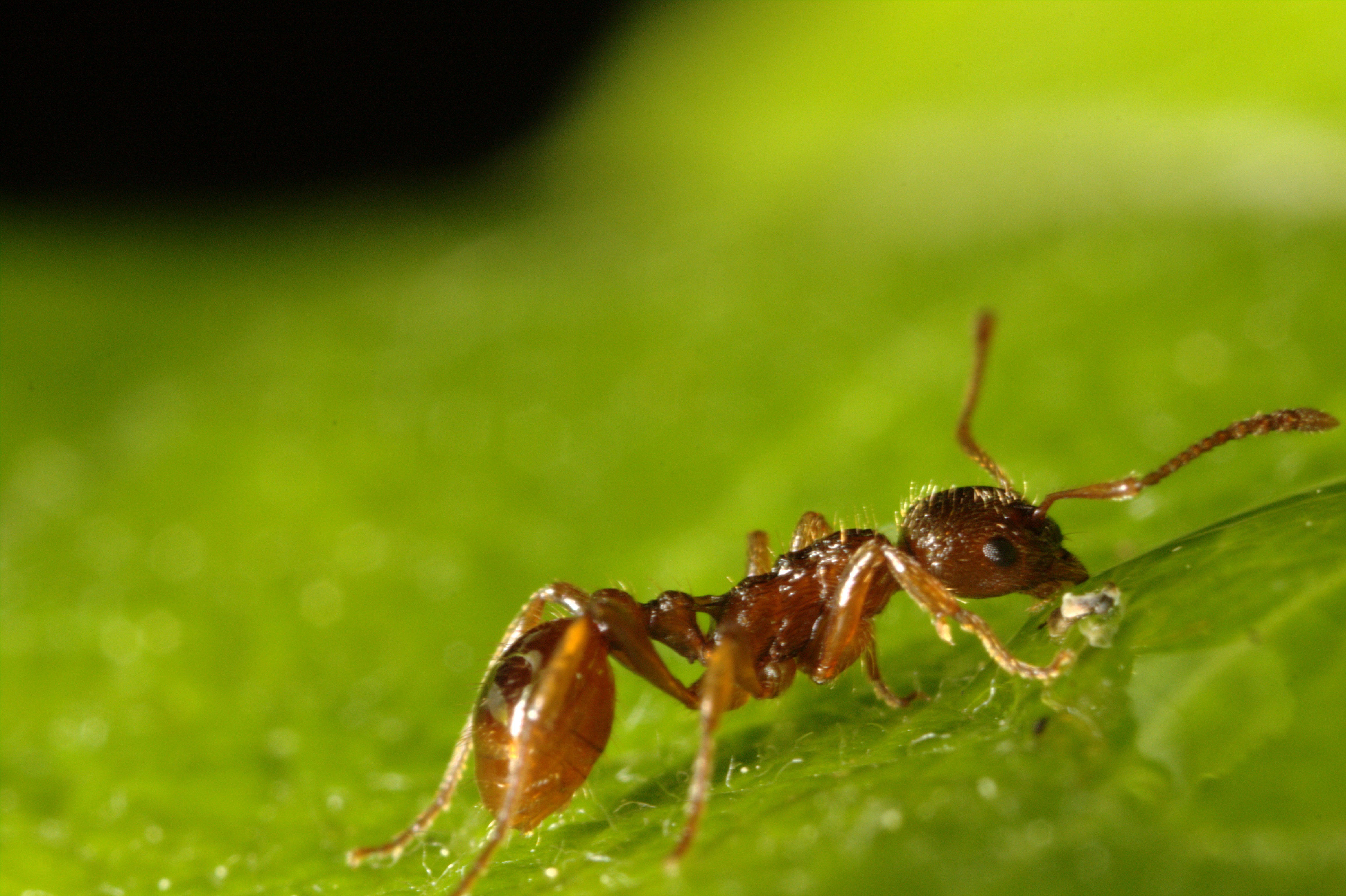 Myrmica rubra. Рыжая мирмика муравей. Solenopsis Invicta. Огненные муравьи (Solenopsis Invicta). Муравьев заболела