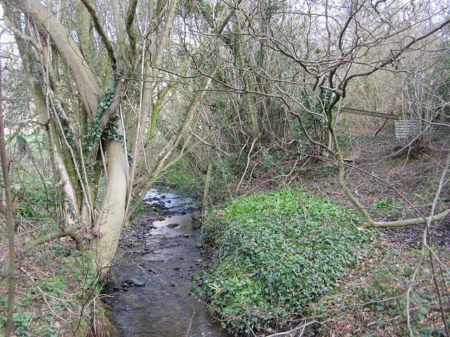 File:Hazel wood, Hollyhurst - geograph.org.uk - 415193.jpg