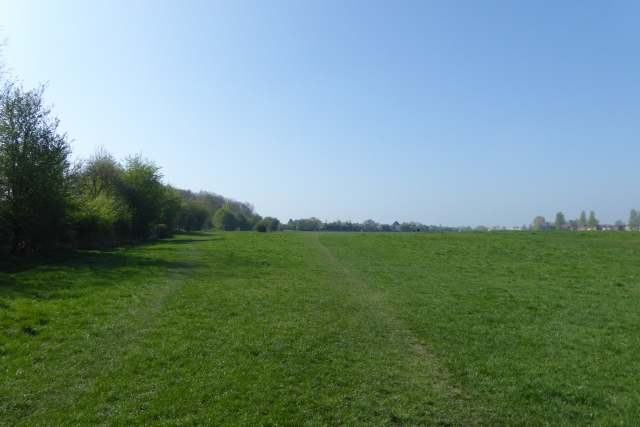 File:Hedgerow on Hob Moor - geograph.org.uk - 5341188.jpg