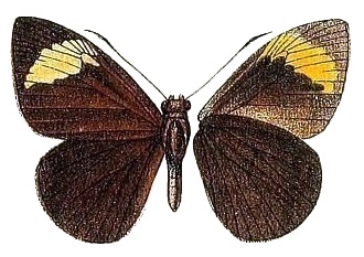 HollandHesperiidaeAfricaPlate5, Katreus johnstonii