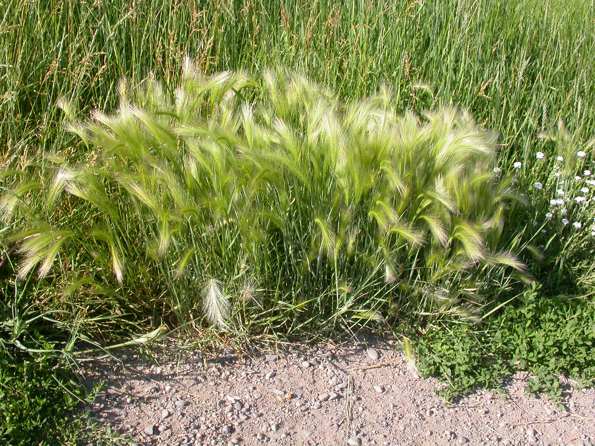 Сорняки ячменя. Ячмень гривастый (Hordeum jubatum). Ковыль гривастый. Ковыль ячмень гривастый (Hordeum jubatum). Декоративные травы ячмень гривастый..