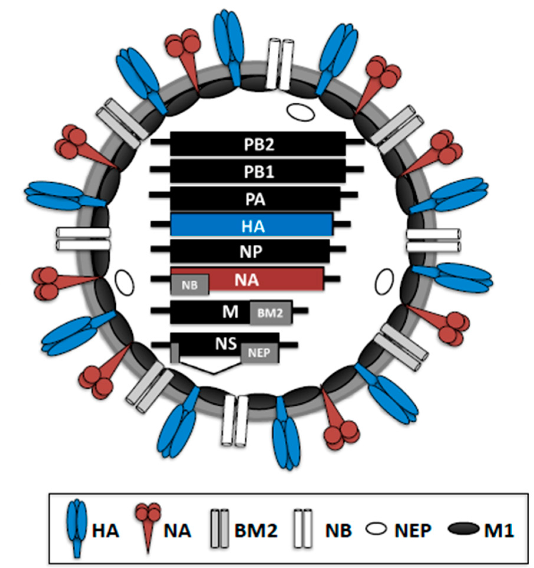 Influenza b virus transmission