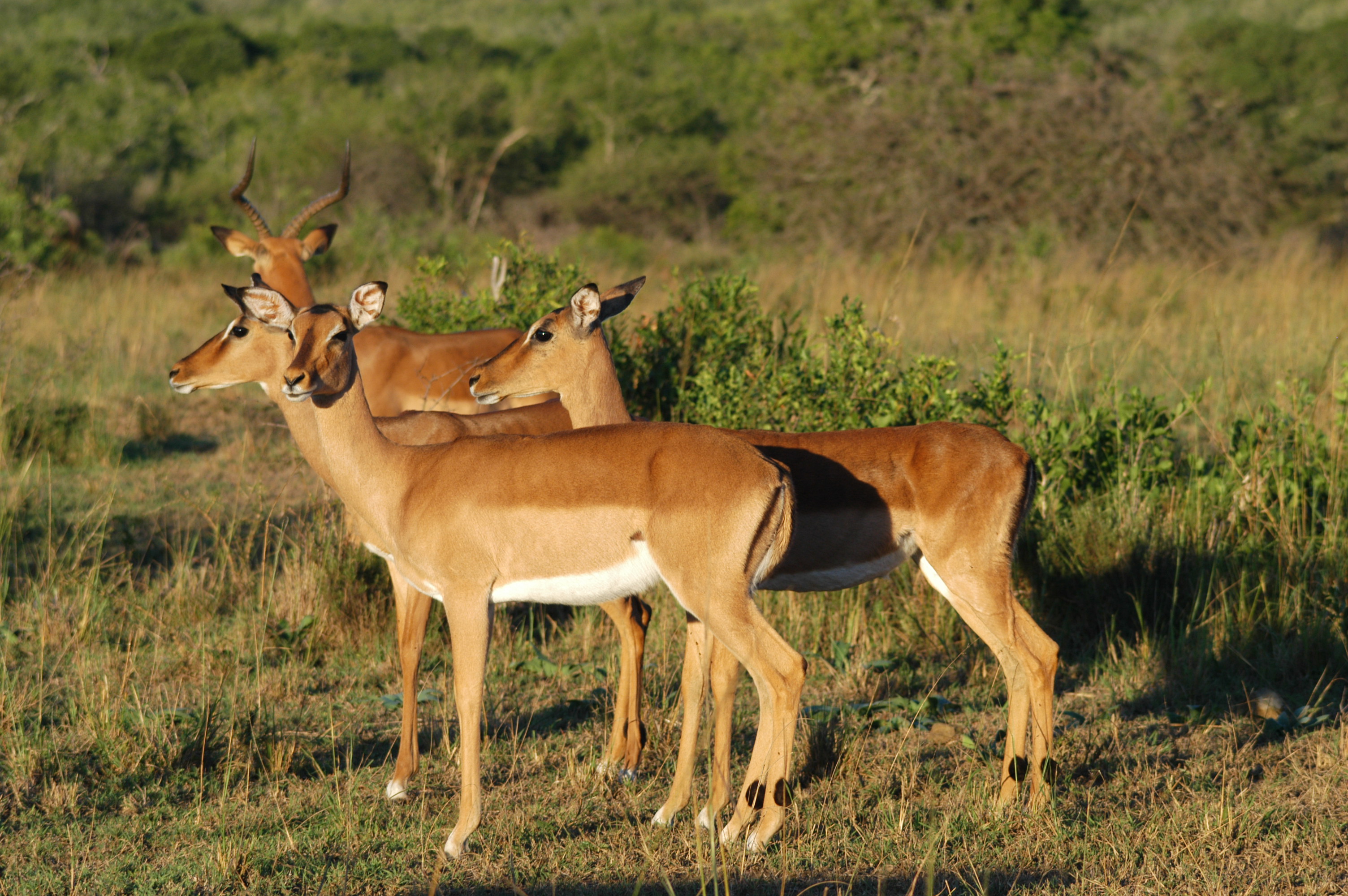 Cuernos - Ciervo - Sambar - Axis - Bufalo - Corzo - Toro