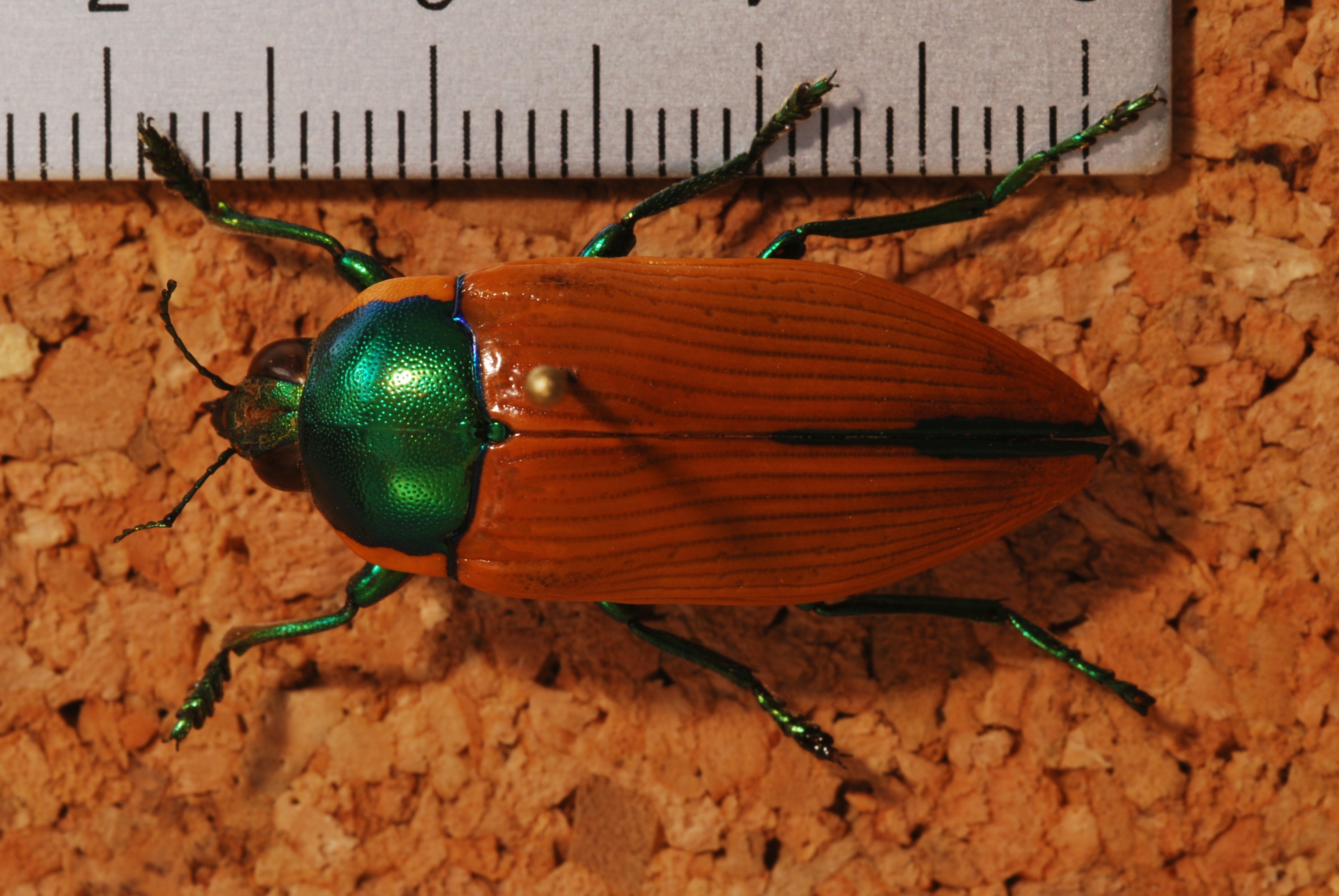 Jewel Beetle (Temognatha donovani) (8244074571).jpg