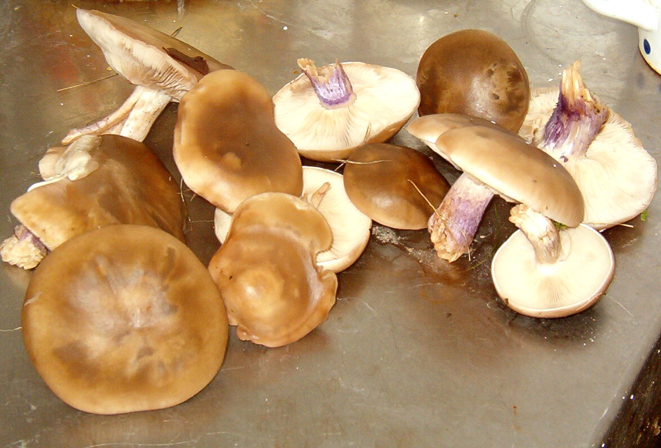 Виды грибов синяя ножка (28 фото)