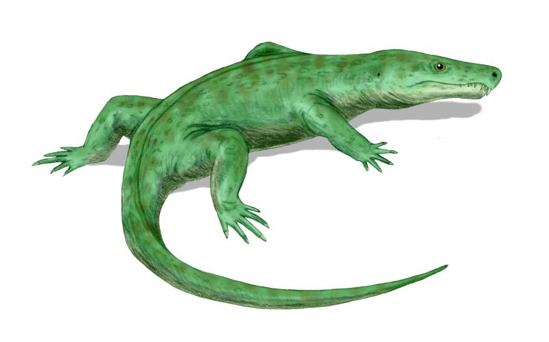 File:Limnoscelis BW.jpg