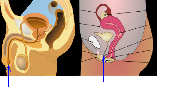 File:Location of male and female external urethral openings.png