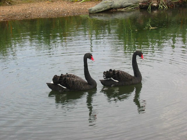 File:London Wetland Centre - resident black swans - geograph.org.uk - 93752.jpg