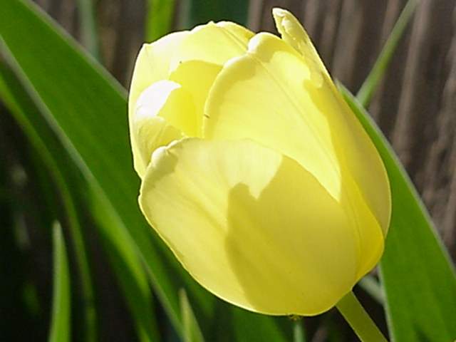 File:Lone tulip in the sun.jpg