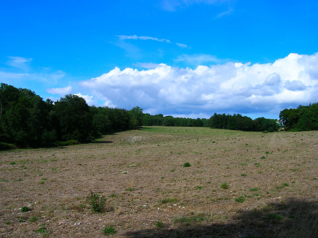 Long Copse, Stansted Park - geograph.org.uk - 228075