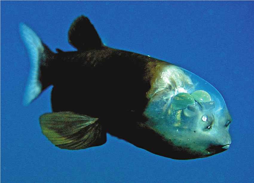 рыба с узкими глазами