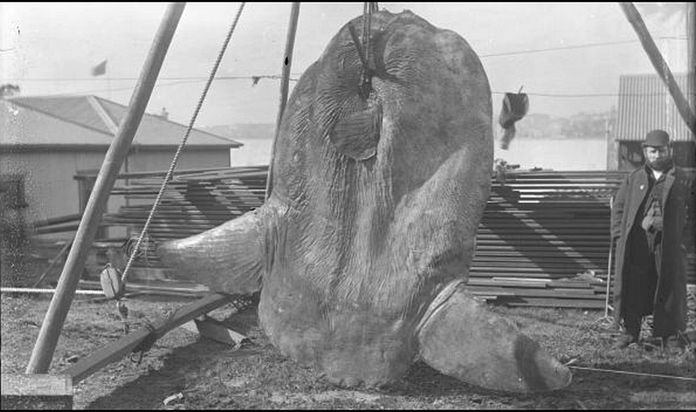 mola tecta caught and suspended next to and towering over an adult human