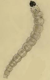 Larva Monochroa arundinetella larva.JPG