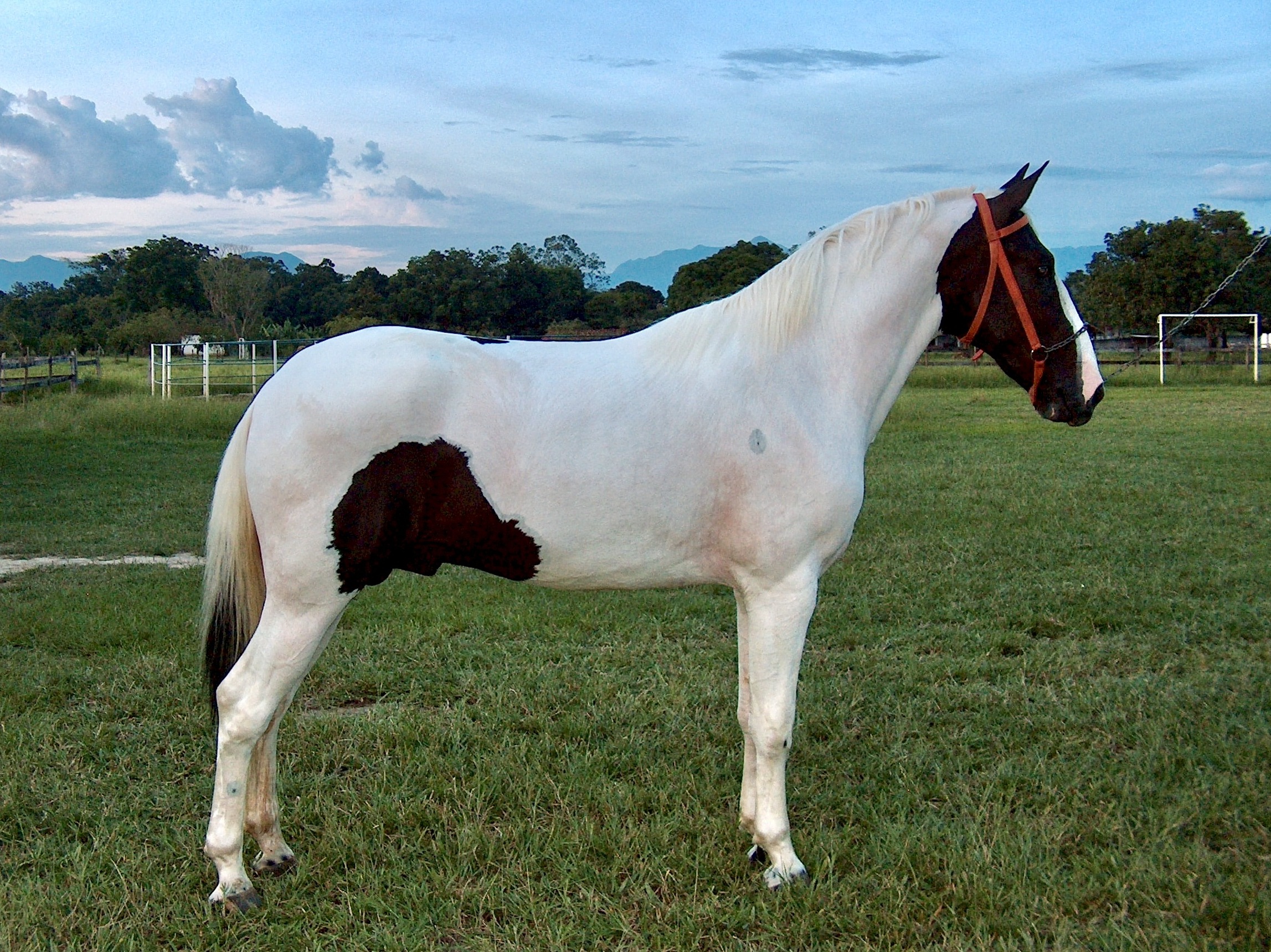 Cavalo pampa de preto