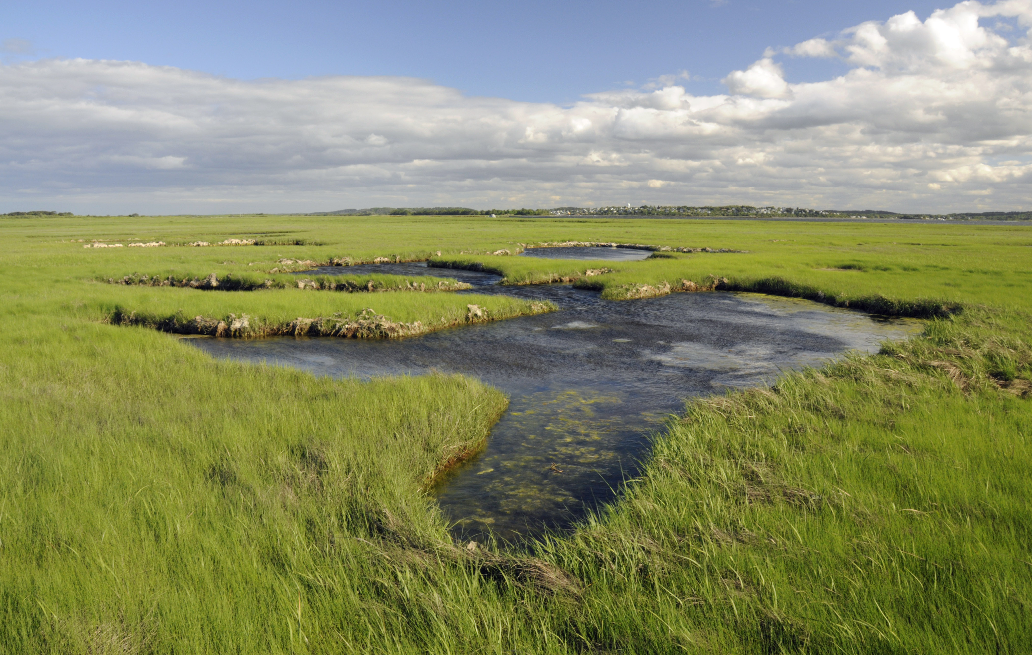 Wetlands. Болото Окефеноки. Болота в Калифорнии. Болото Окефеноки, США. Marsh.