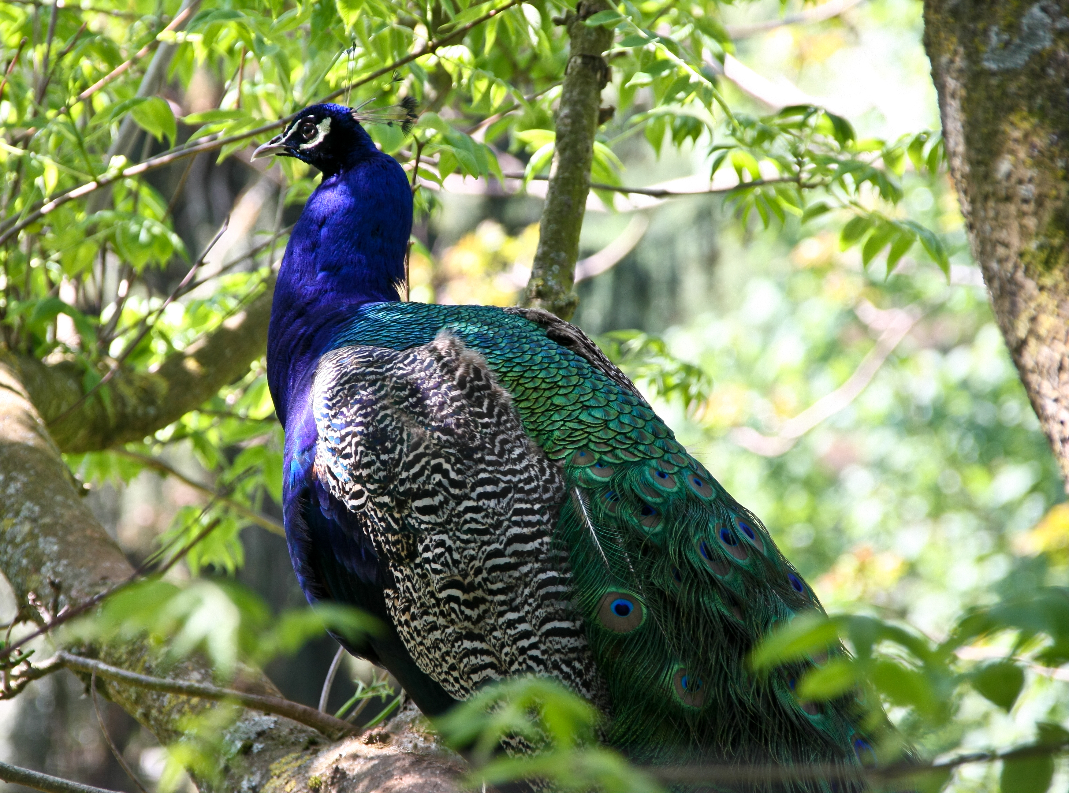 File:Ghi, pettingzoo (escaped peacock - not school pecock!)3.jpg -  Wikimedia Commons