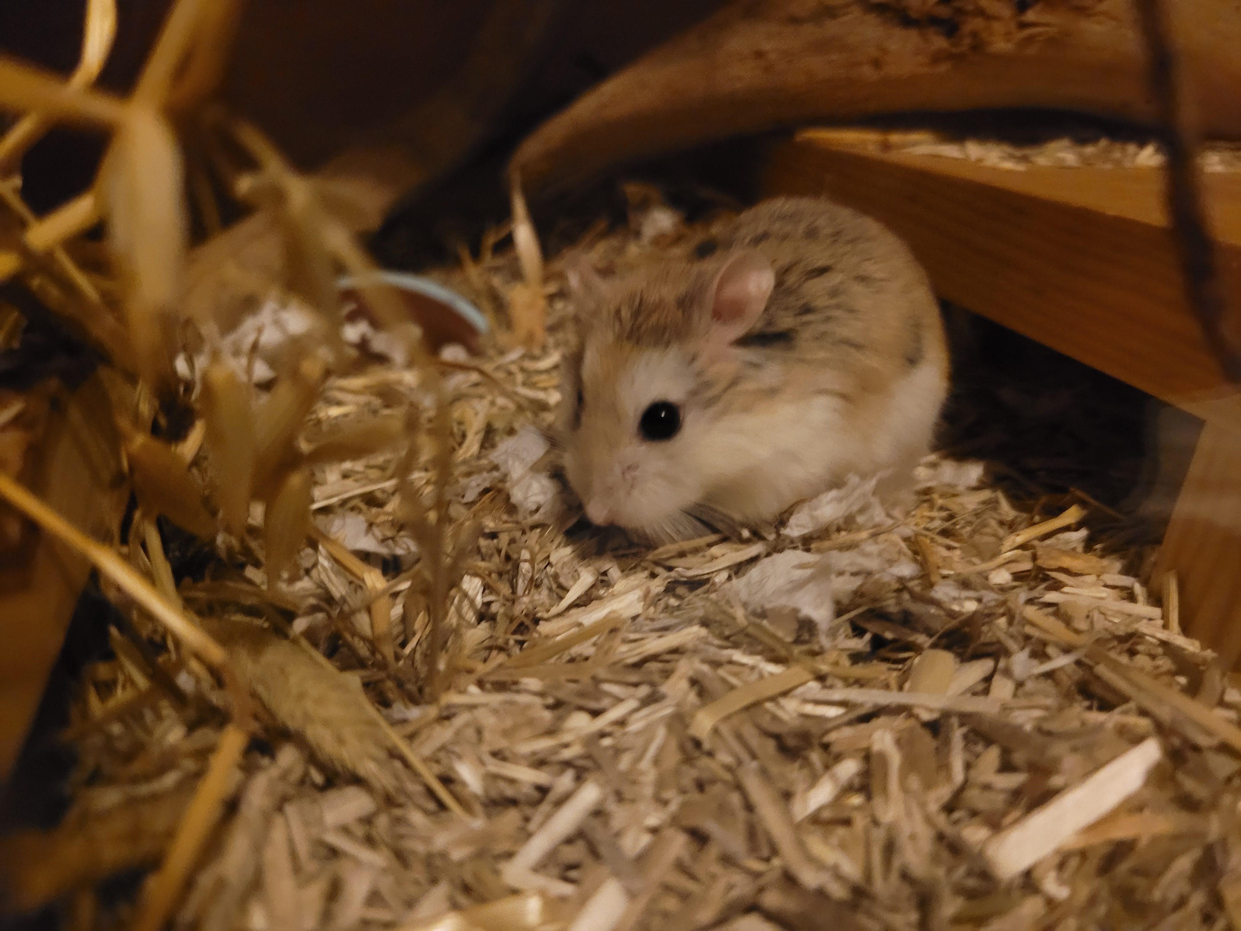 20 Hamsters At Capacity  Dwarf hamster, Hamster, Baby hamster