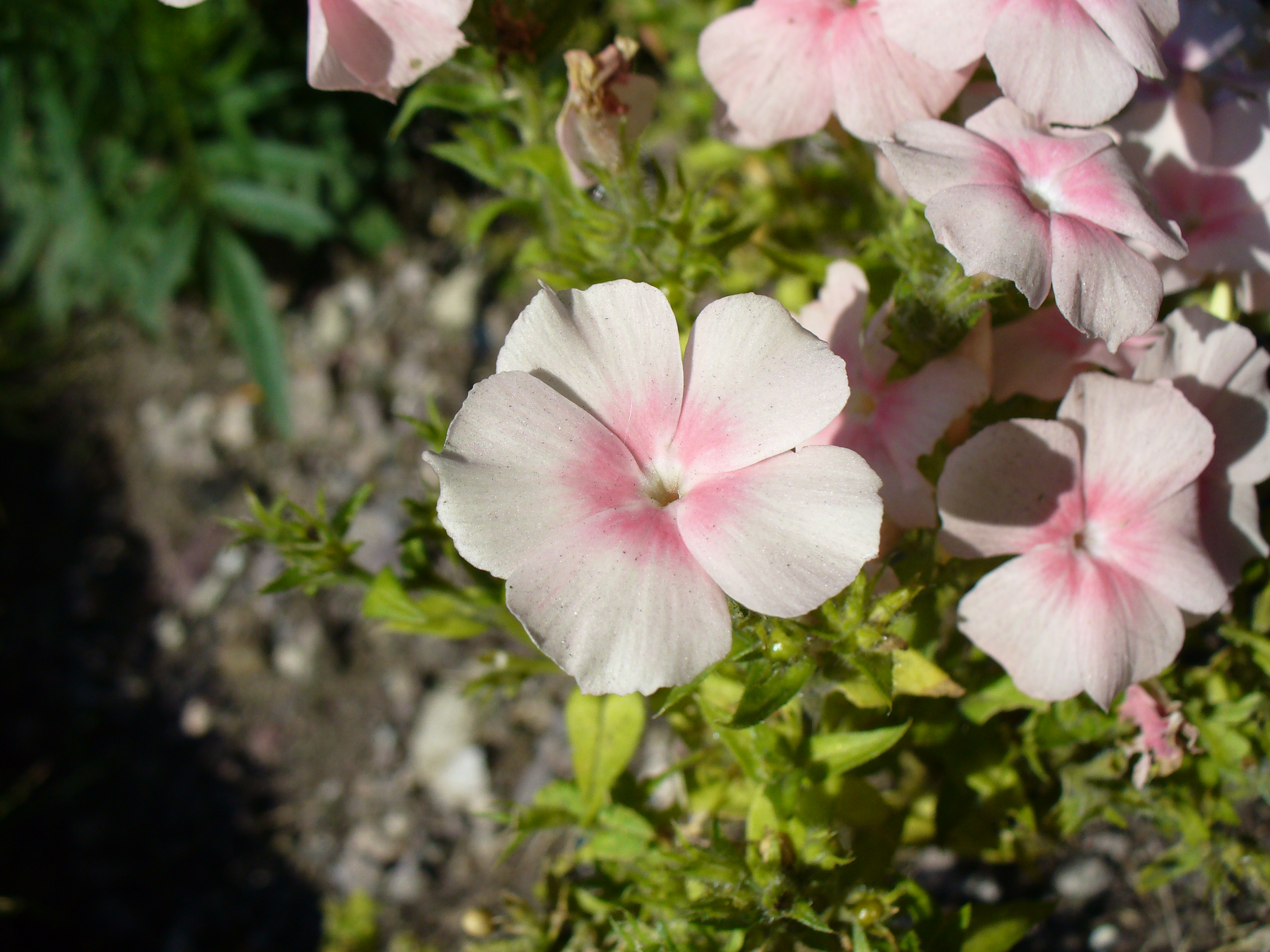 Флокс Spätsommer