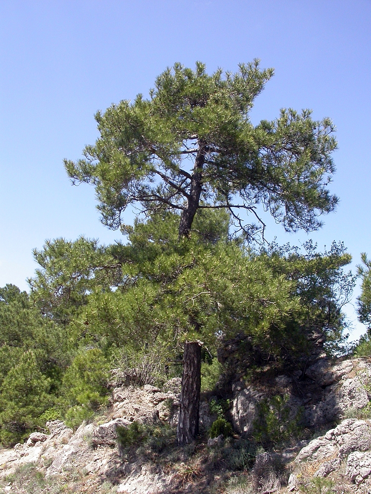 Pinus Nigra Wikipedia