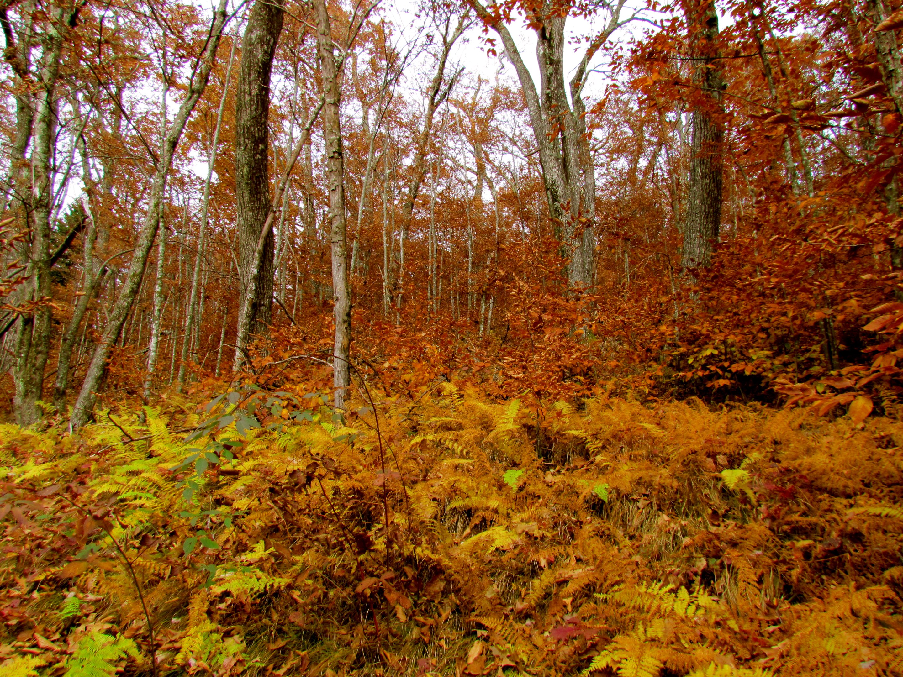 Pisgah National Forest