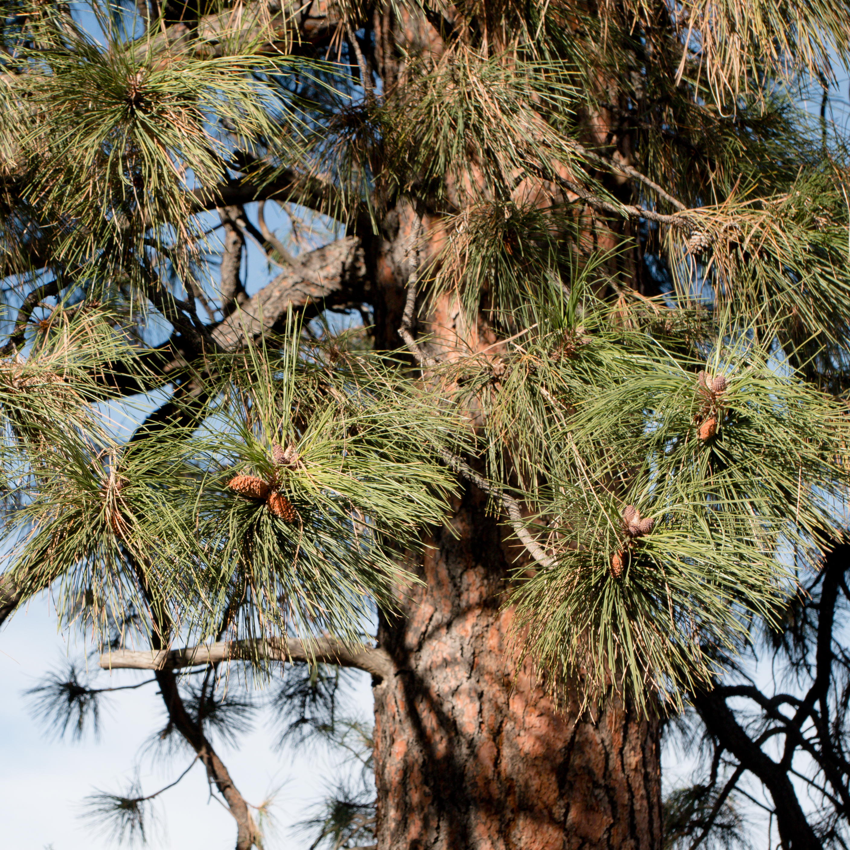 Южные хвойные. Pinus Ponderosa. Мохнатая Южная сосна. Южное хвойное дерево. Декоративная Южная сосна.