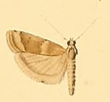 <i>Psorosa</i> Genus of moths