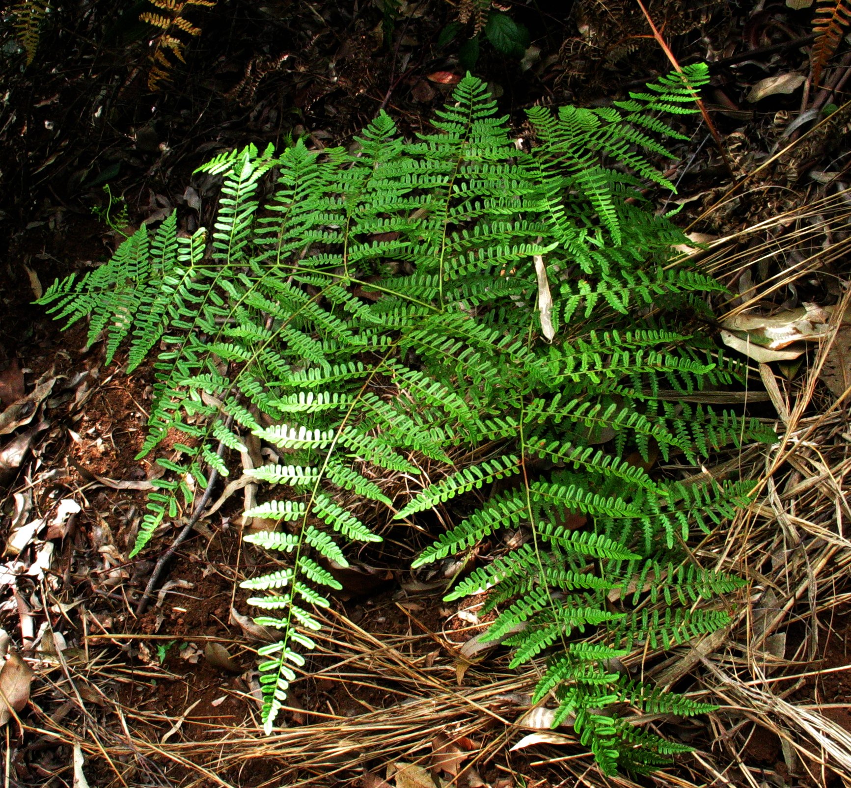 Pteridium aquilinum ареал