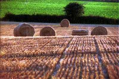 File:Round bales in field at Mells Crossing, Suffolk - geograph.org.uk - 109039.jpg