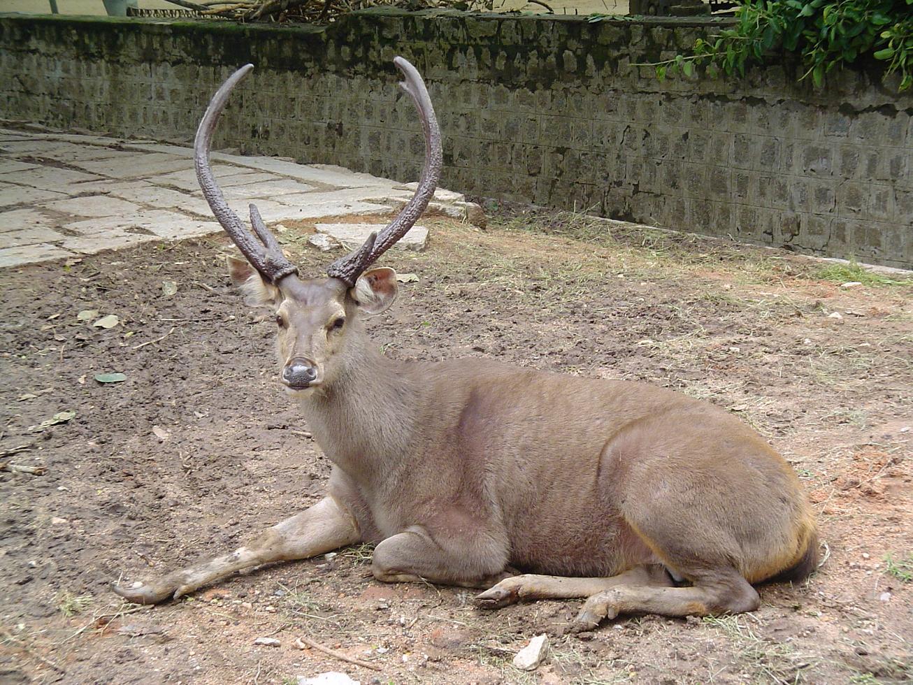 https://upload.wikimedia.org/wikipedia/commons/a/ae/Sambar_deer.JPG