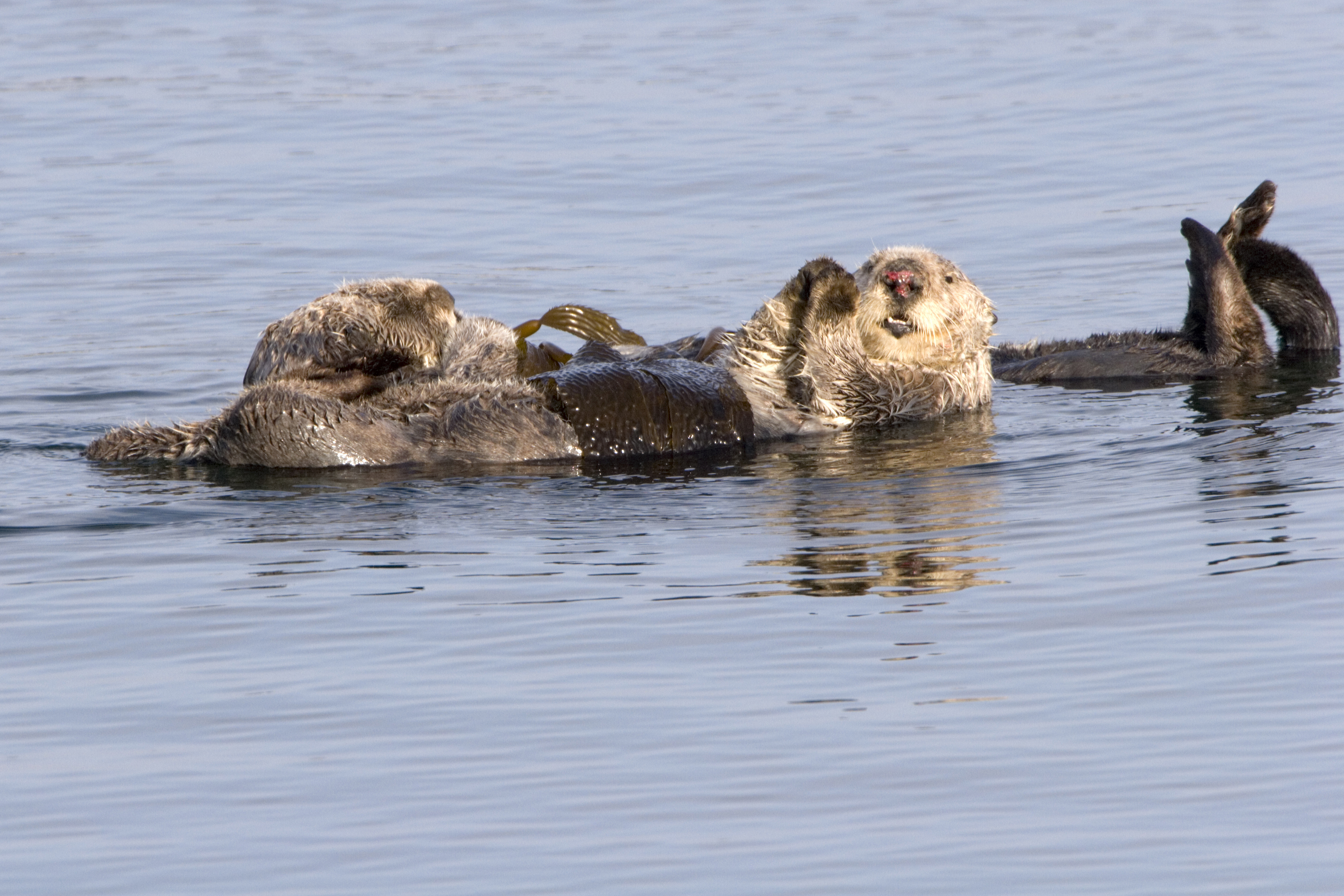 Sea_otters_in_Morro_Bay_channel.jpg