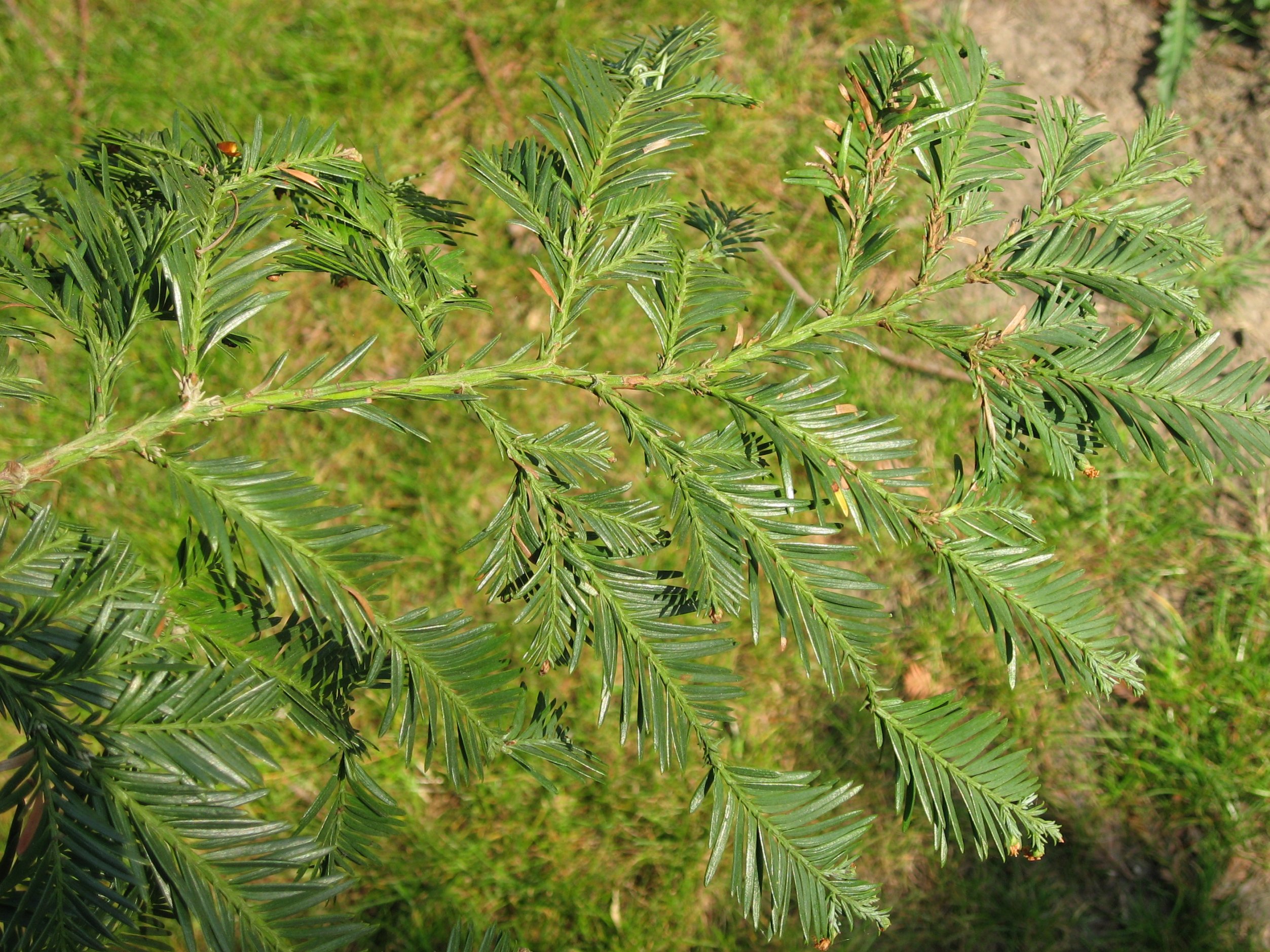 sequoia tree needles