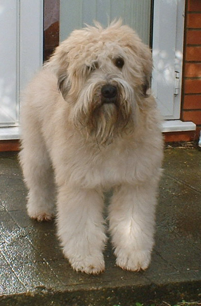 a small white poodle like dog with a silky loosely curling coat