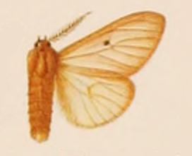 <i>Spilosoma pellucida</i> species of insect