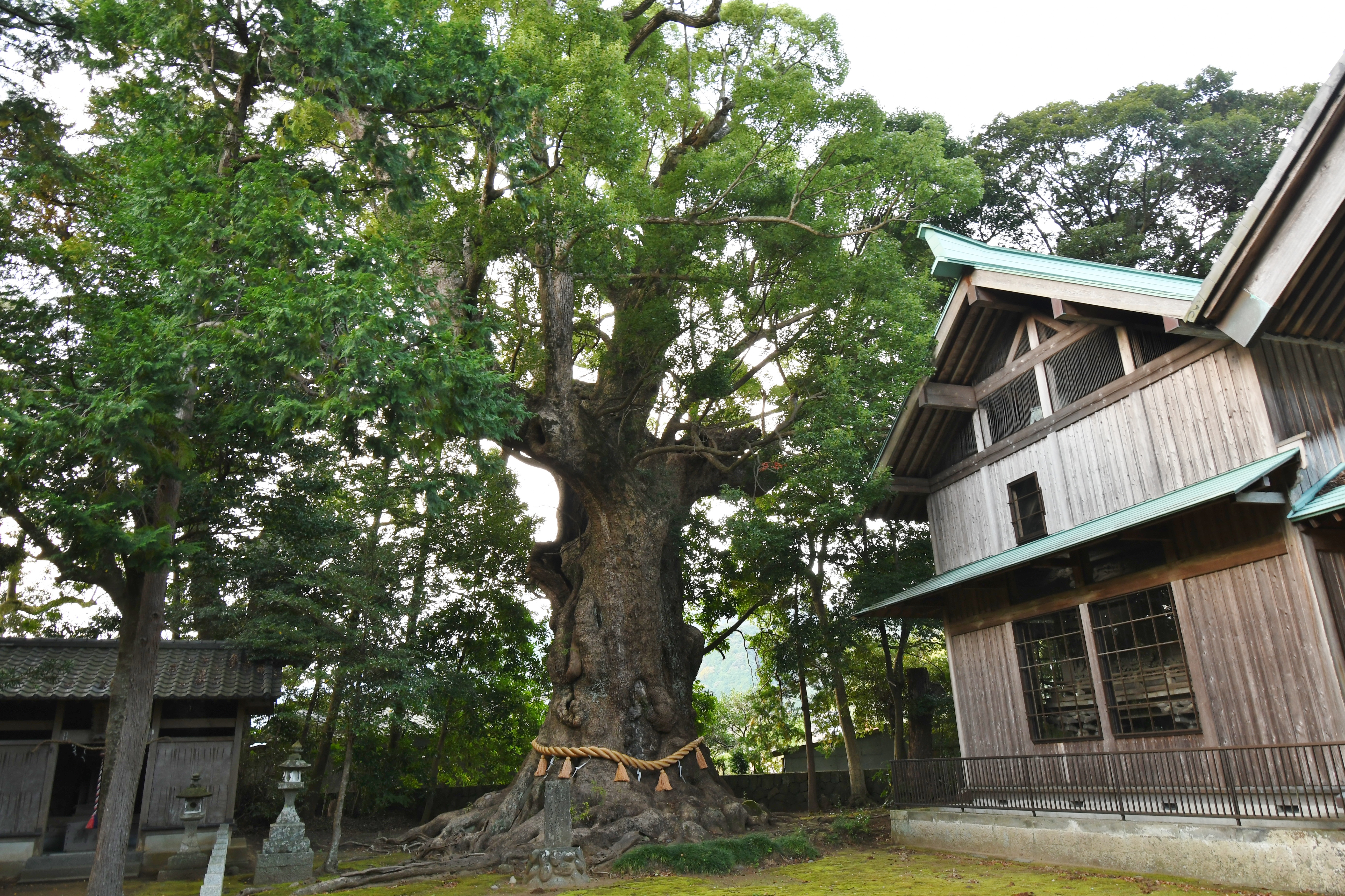 杉桙別命神社の大クス - Wikipedia