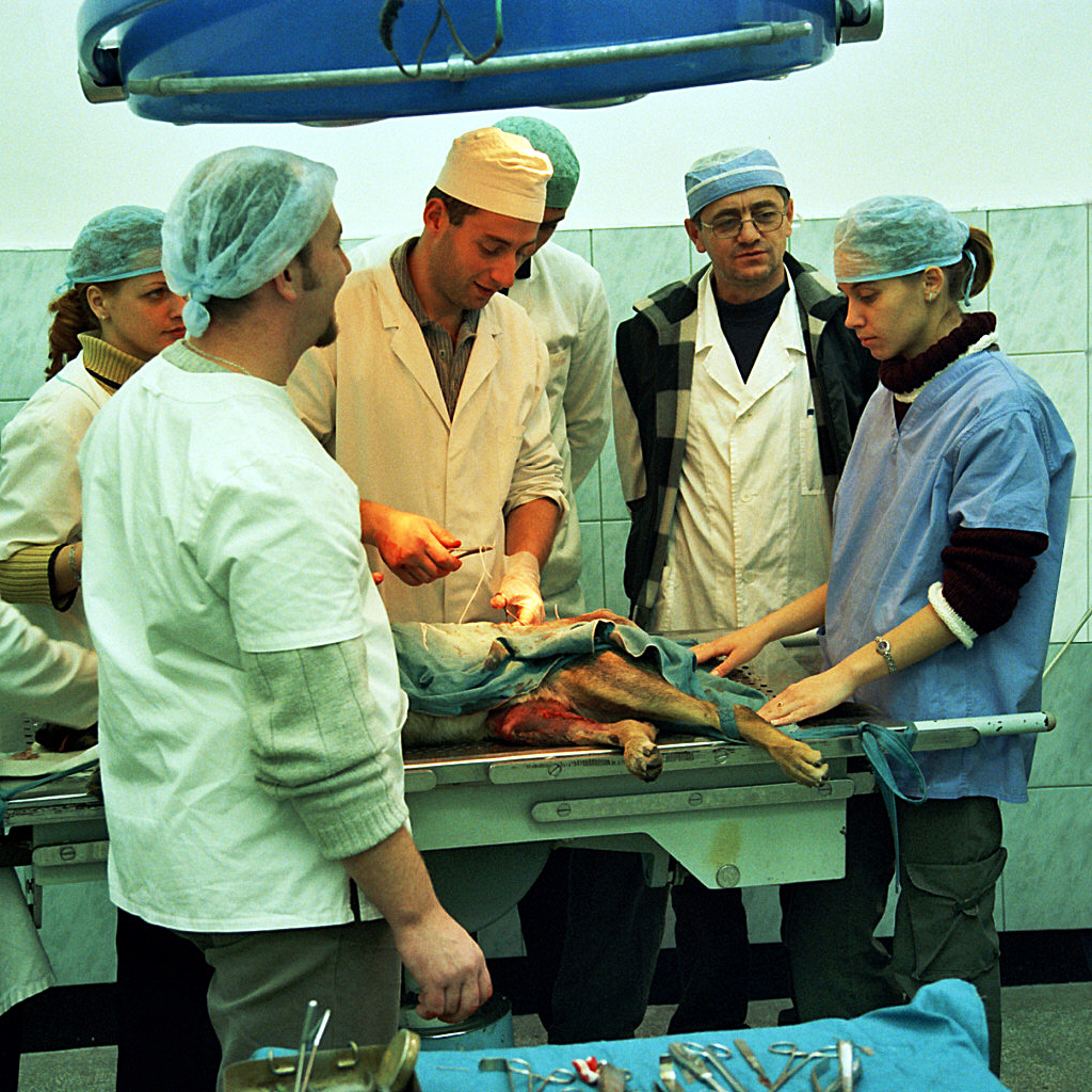 Surgery on a dog%2C University of Agricultural Sciences and Veterinary Medicine%2C Cluj Napoka