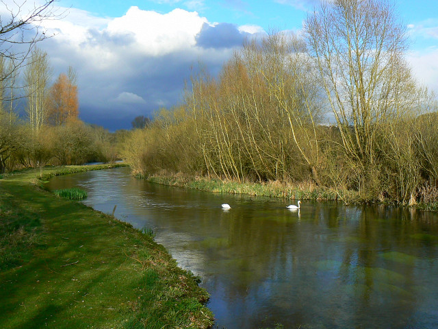 Swans on the Kennet, Axford - geograph.org.uk - 1225814