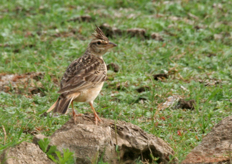 File:Sykes's Lark (Galerida deva) carrying feed W IMG 0782.jpg