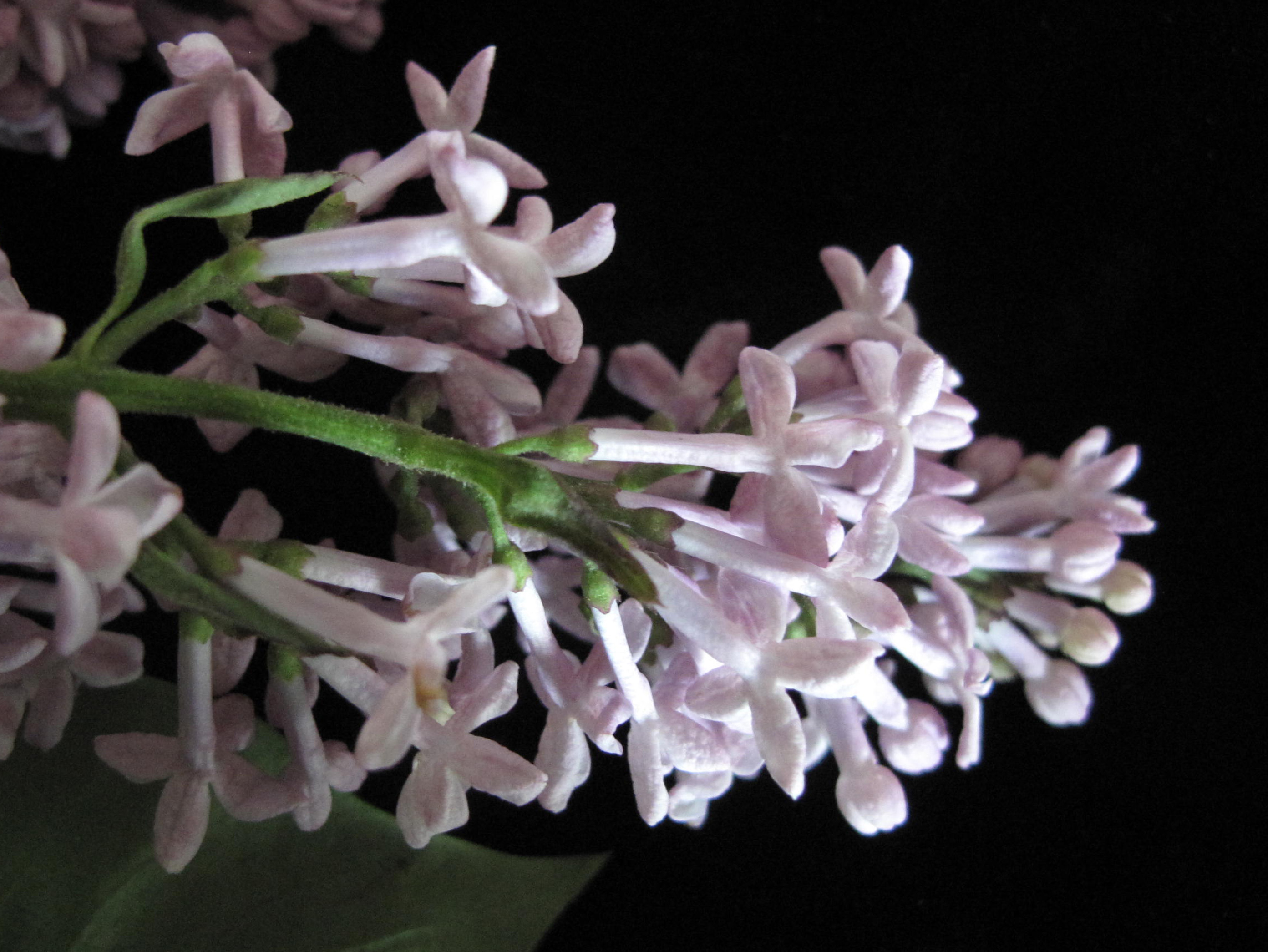 Астра Syringa Orange