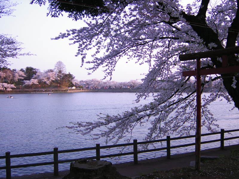 File:Takamatsu Pond in the cherry blossom season.jpg